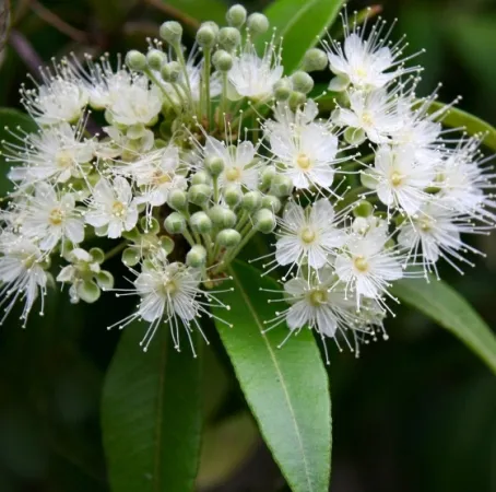 Myrtle 3